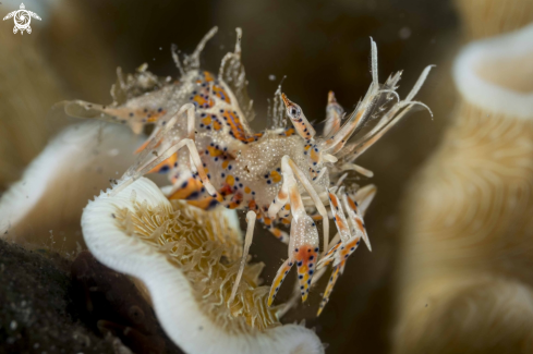 A Tiger Shrimp