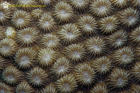 A Hard coral (Paramontastraea salebrosa)@ Kapal Indah, Lembeh Strait