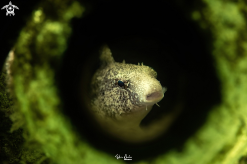 A Sabre-toothed Blenny