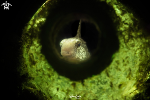 A Sabre-toothed Blenny