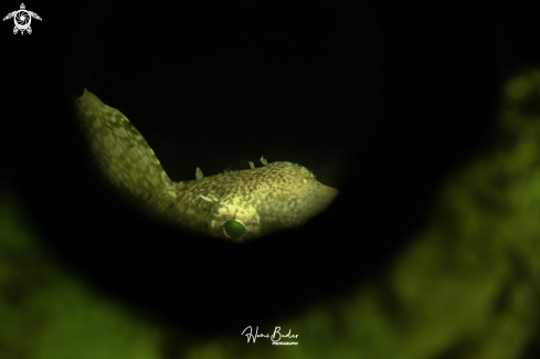 A Sabre-toothed Blenny