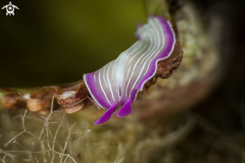 A Planaria rosa