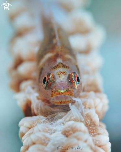 A Wire Coral Goby 