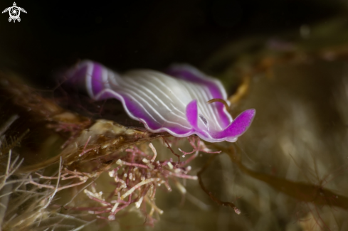 A Planaria rosa