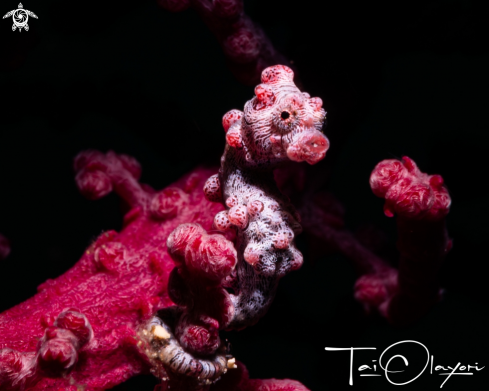 A Pygmy seahorse