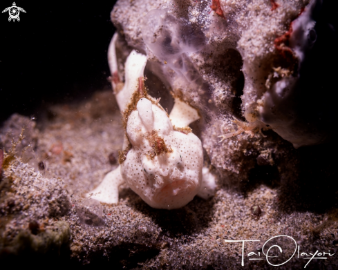 A Painted frogfish