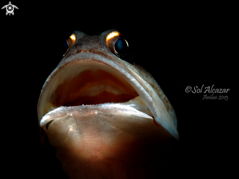 A jawfish