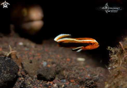 A Moray Eel