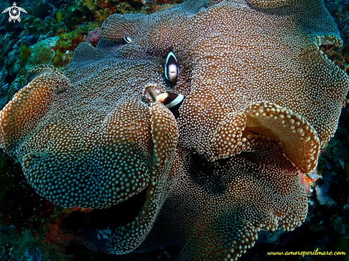 A Pesce pagliaccio in anemone