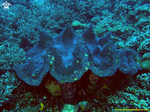 A Tridacna gigante 