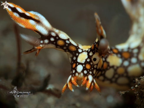 A Bornella anguilla S. Johnson, 1984 | Ornella Sea Slug