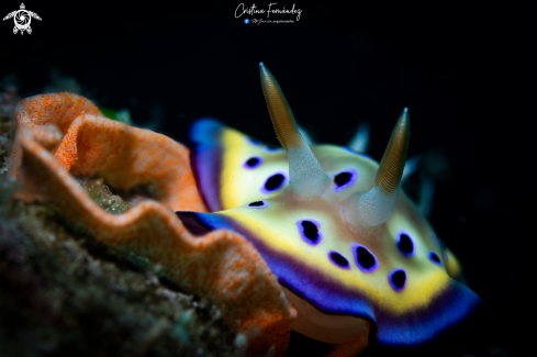 A Nudibranch