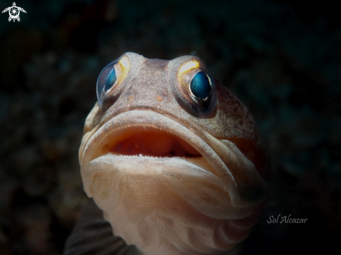 A Opistognathidae (jawfish)