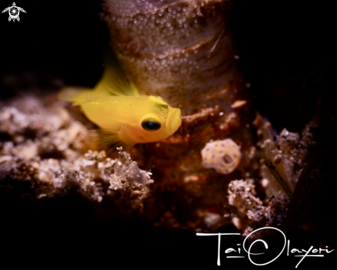 A Pygmy goby 