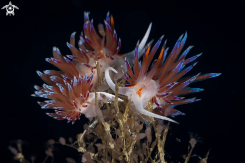 A Cratena nudibranch 