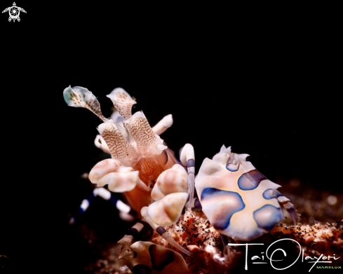 A Harlequin shrimp