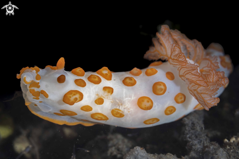 A Gymnodoris rubropapulosa