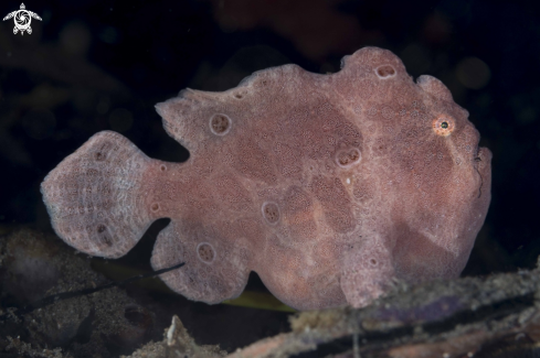 A Giant Frogfish