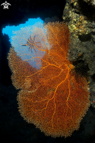 A softcoral