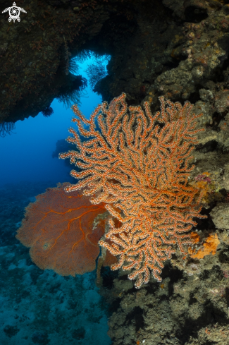 A softcoral