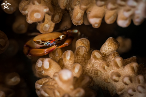 A Coral crab