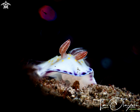 A Gold and purple chromodoris 