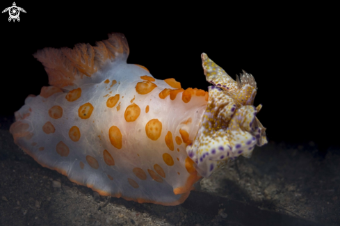 A Gymnodoris rubropapulosa eating Ceratosma tenue