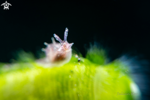 A Sea Hare