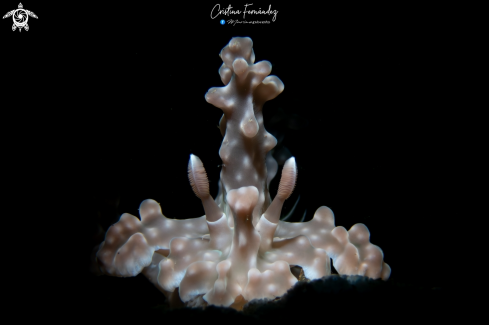 A Nudibranch