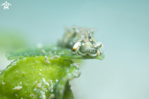 A seaslug