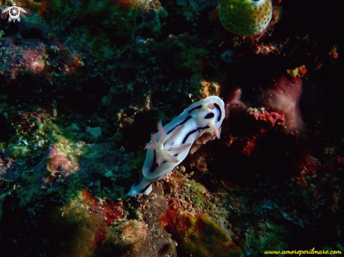 A Chromodoris lochi | Nudibranco