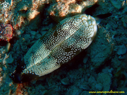 A Nudibranco