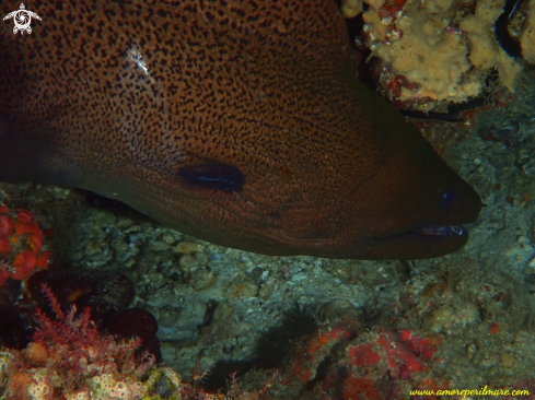 A Gymnothorax javanicus | Murena gigante