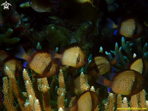 A Dascyllus reticulatus | Pesce marino