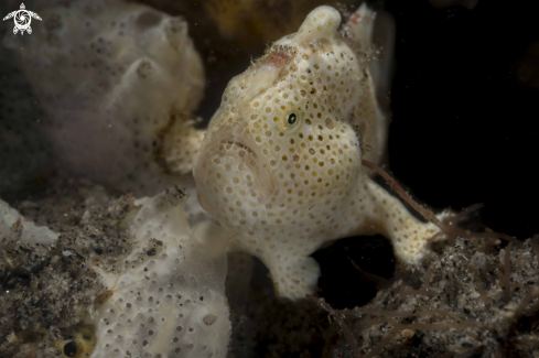 A Painted Frogfish