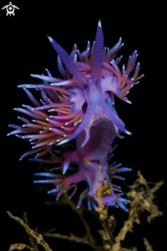 A Flabellina nudibranch