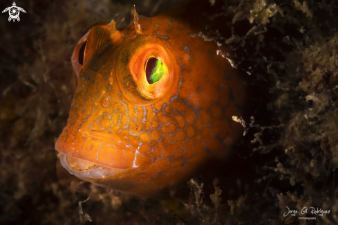 A Ringnecked blenny