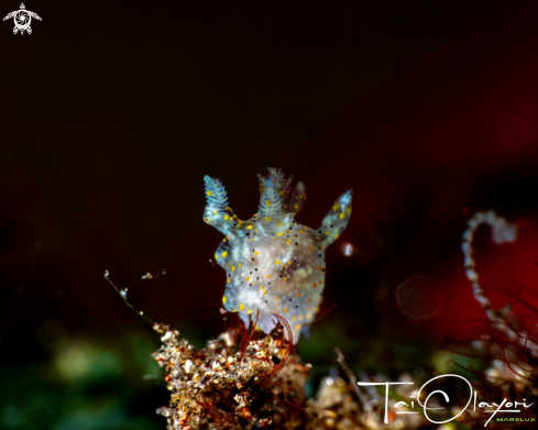 A Yellow-spotted Thecacera