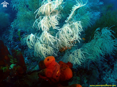 A Anthipathella fiordensis e Phylum porifera  | Corallo nero e spugna rossa marina