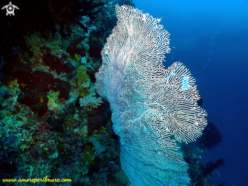 A Gorgonia mariae  | Gorgonia marina o gorgonia a maglie larghe, corallo molle   