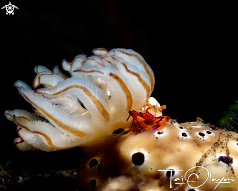 A Emperor shrimp on hypselodoris tyroni