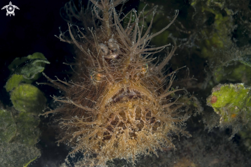 A Hairy Frogfish