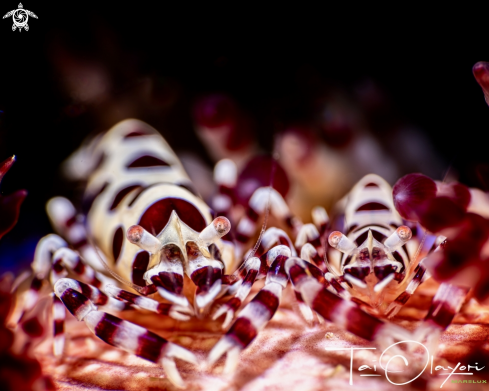 A Coleman shrimp on a sea urchin