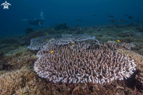 A Table Coral