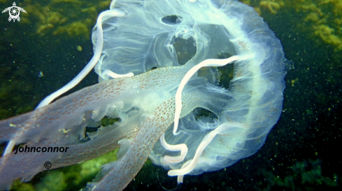 A Pelagia noctiluca | Méduse Pélagique