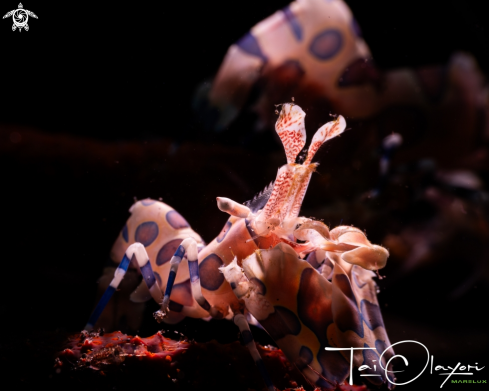 A Harlequin shrimp