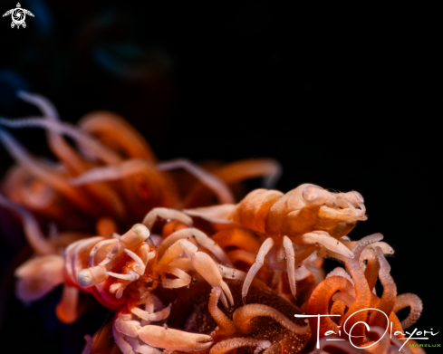 A Anker’s whip coral shrimp