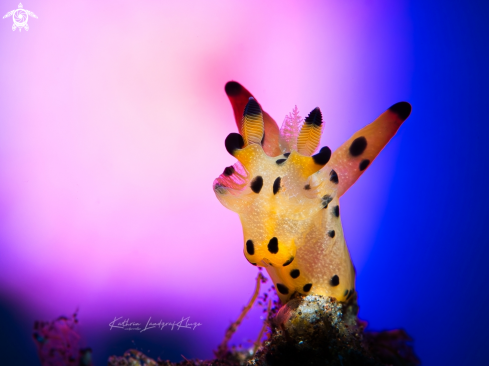 A Pikachu nudibranch 