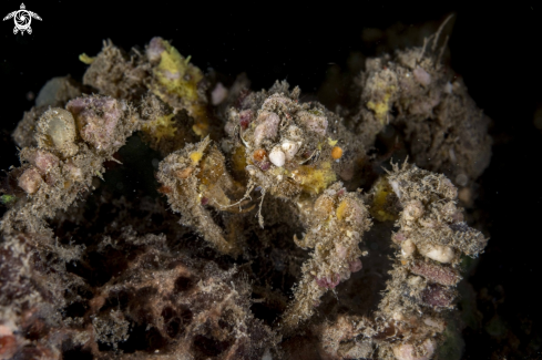 A Decorator Crab