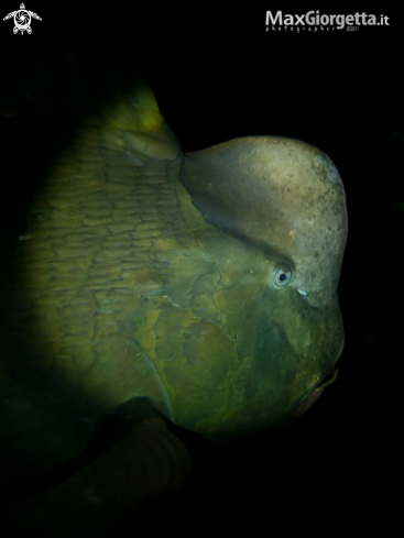 A parrot fish | pappagallo